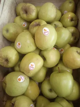 370-pommes-golden-aop-27-06.webp